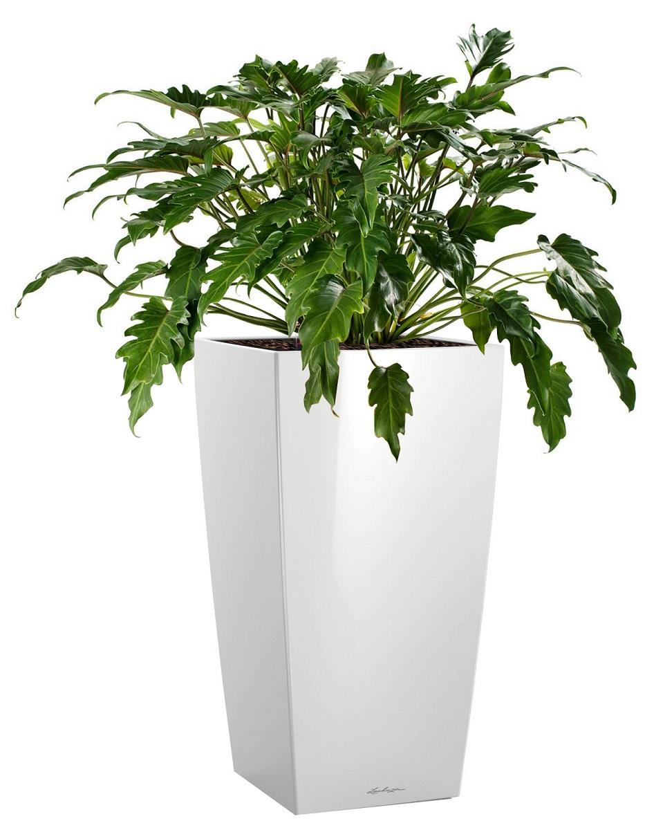 Philodendron Xanadu in LECHUZA CUBICO Self-watering Planter, Total Height 100 cm