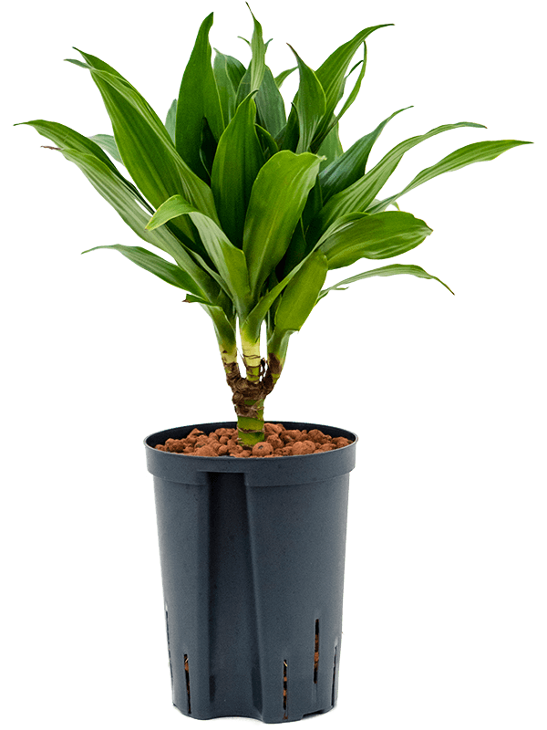 Photogenic Corn Plant Dracaena fragrans 'Green Jewel' Tall Indoor House Plants Trees