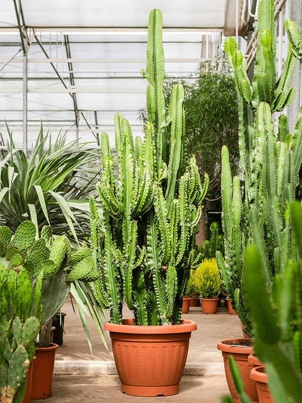 Impressive African Milk Tree Euphorbia erytrea Indoor House Plants