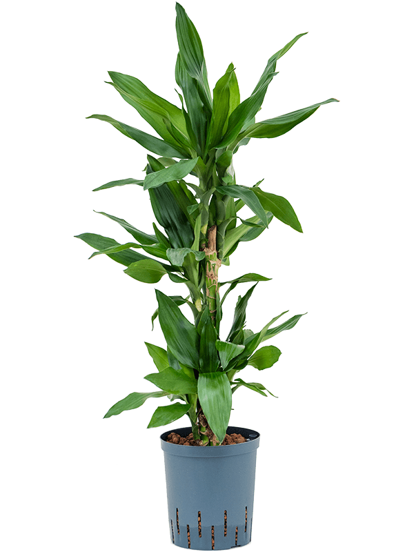 Vibrant Corn Plant Dracaena fragrans 'Burundii' Tall Indoor House Plants Trees