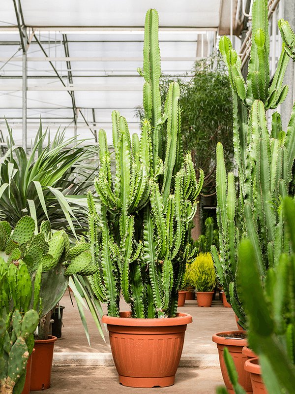 Impressive African Milk Tree Euphorbia erytrea Indoor House Plants