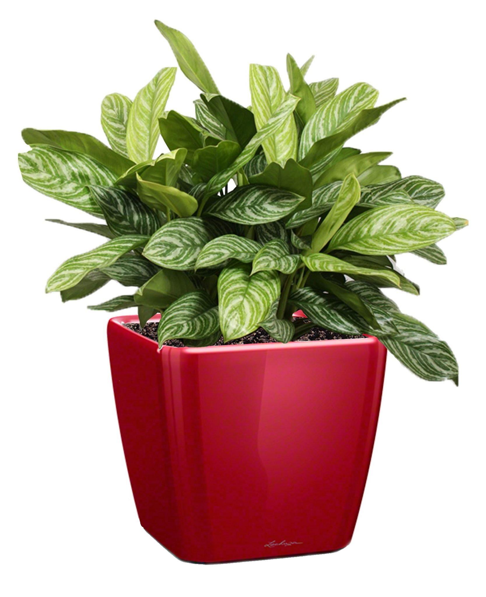 Aglaonema Stripes in LECHUZA QUADRO LS Self-watering Planter, Total Height 60 cm
