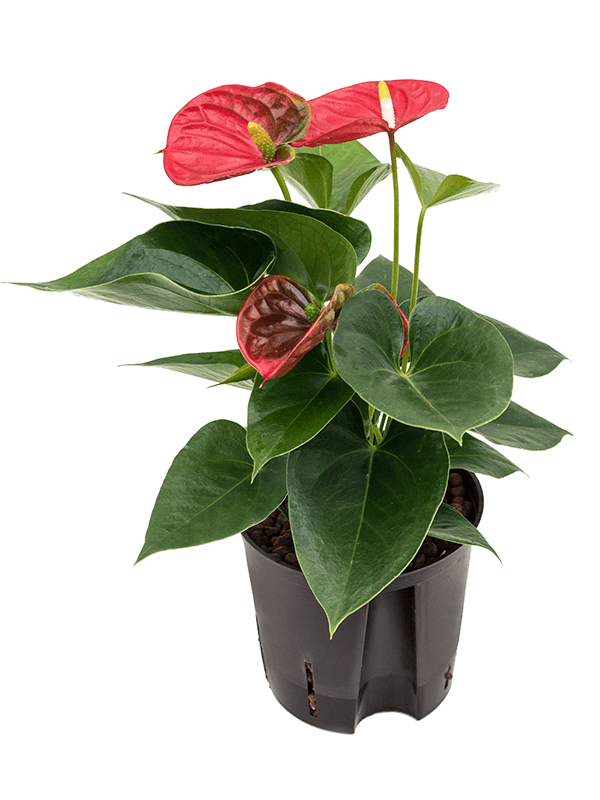 Elegant Flamingo Flower Anthurium andraeanum 'Sierra' Indoor House Plants