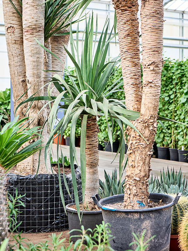 Easy-Care Dragon Tree Dracaena draco 'Compact' Tall Indoor House Plants Trees