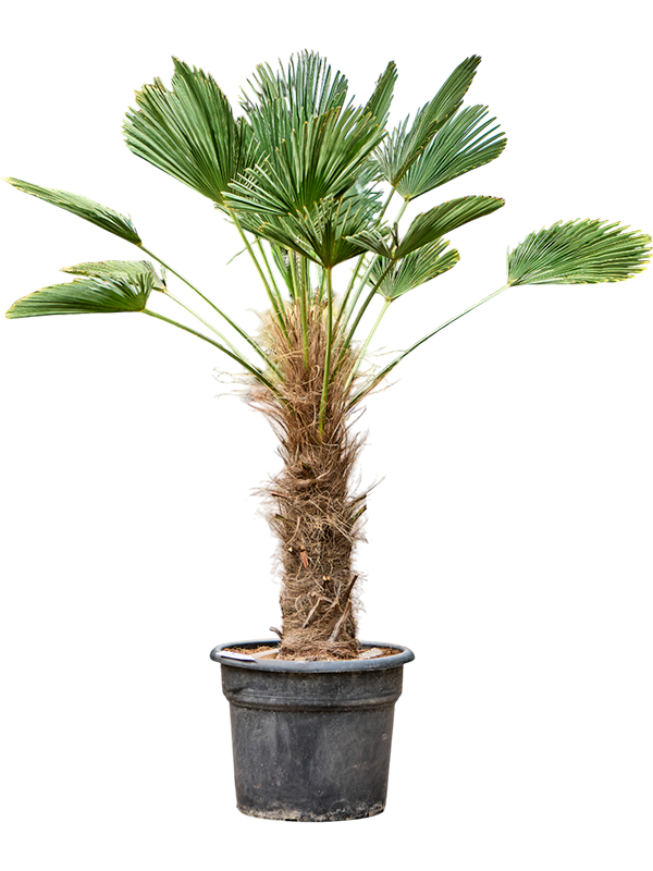 Windmill Palm Tree Trachycarpus wagnerianus
