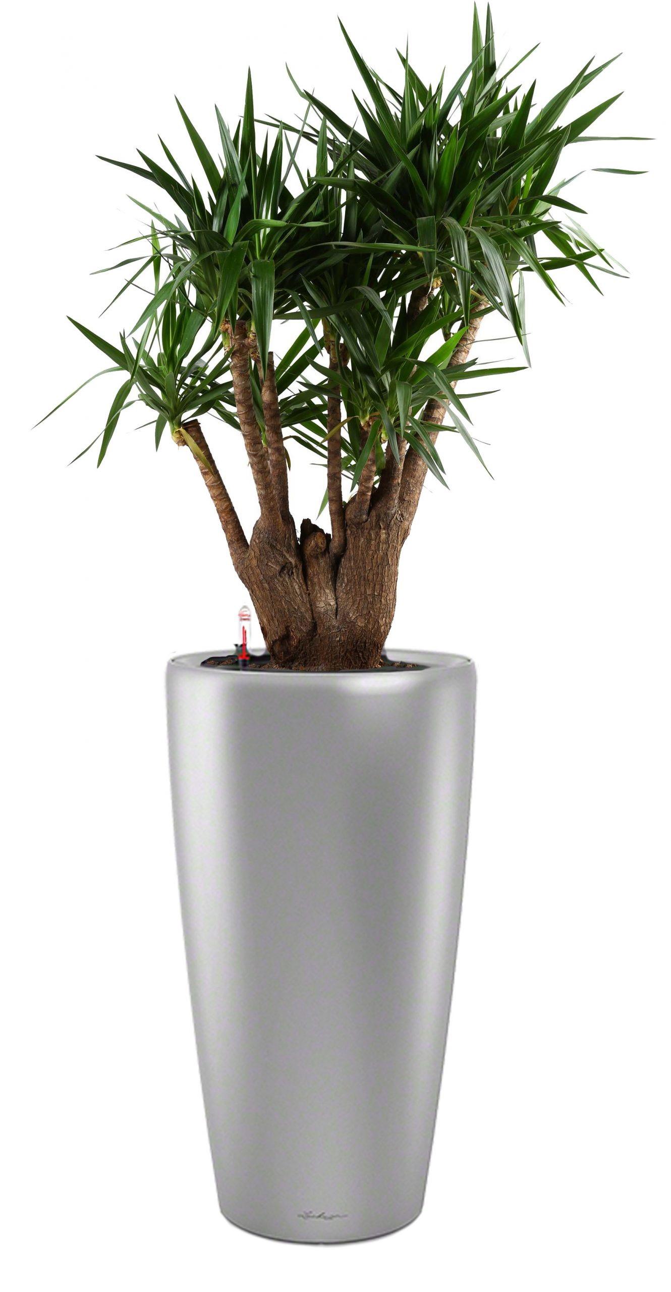 Yucca in LECHUZA RONDO Self-watering Planter, Total Height 180 cm