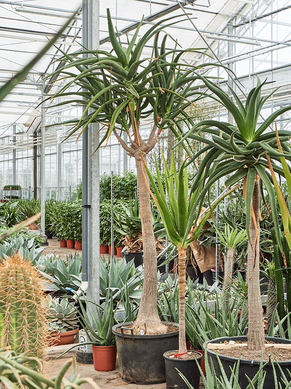 Aloe bainesii (barberae)