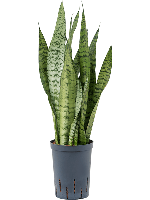 Elegant Snake Plant Sansevieria zeylanica Indoor House Plants