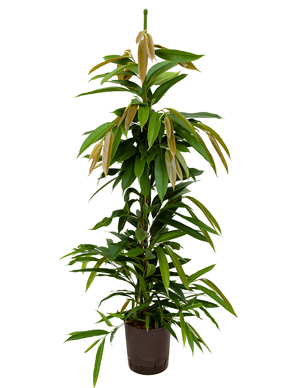 Lush Narrow-leaf Fig Ficus binnendijkii 'Amstel King' Tall Indoor House Plants Trees