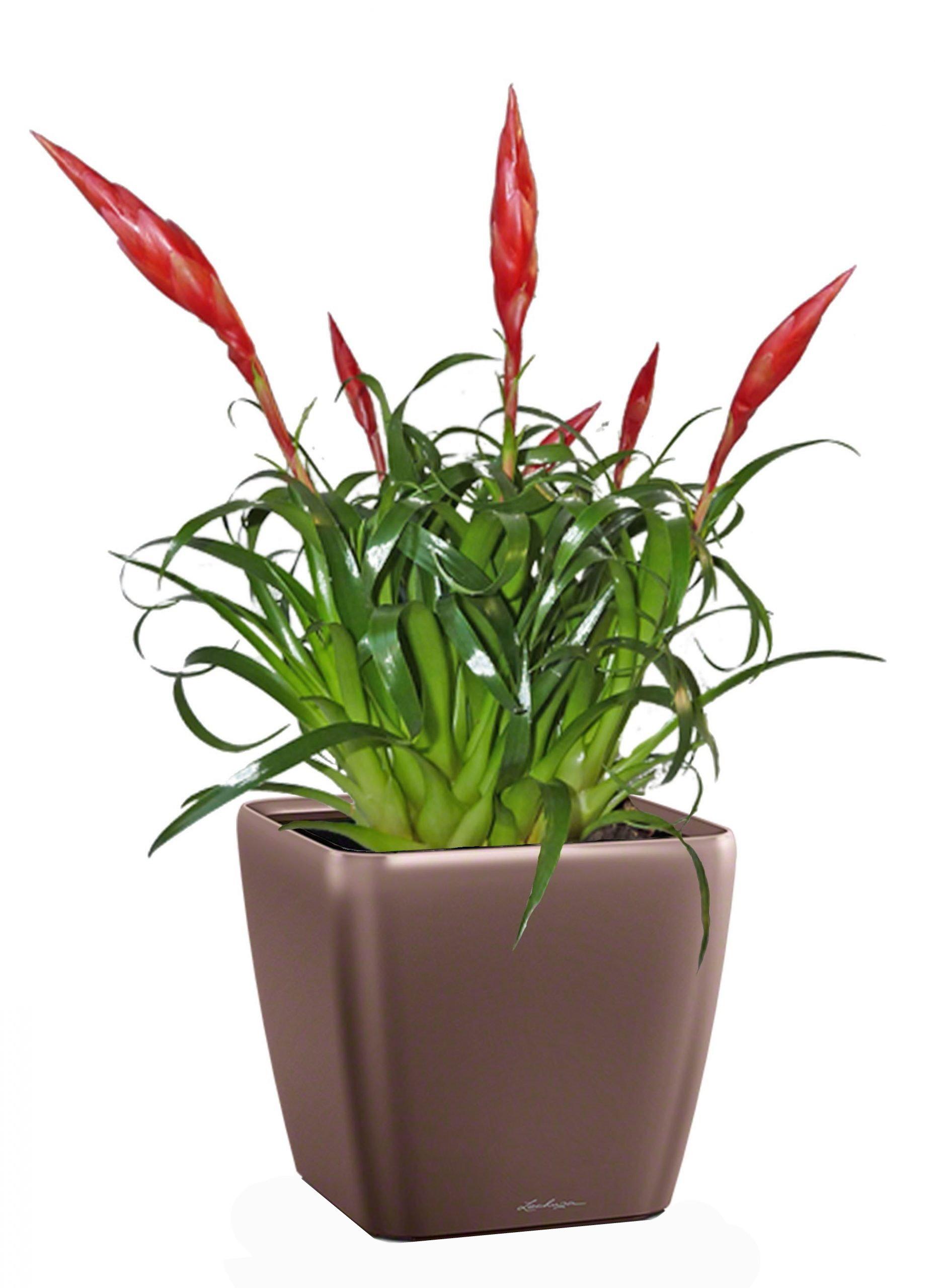 Blooming Scarlet Vriesea in LECHUZA QUADRO LS Self-watering Planter, Total Height 50 cm