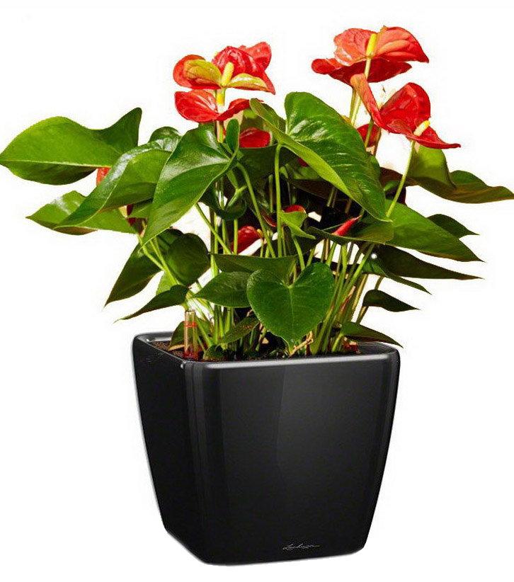 Blooming Anthurium Andraeanum Scarlet in LECHUZA QUADRO LS Self-watering Planter, Total Height 50 cm