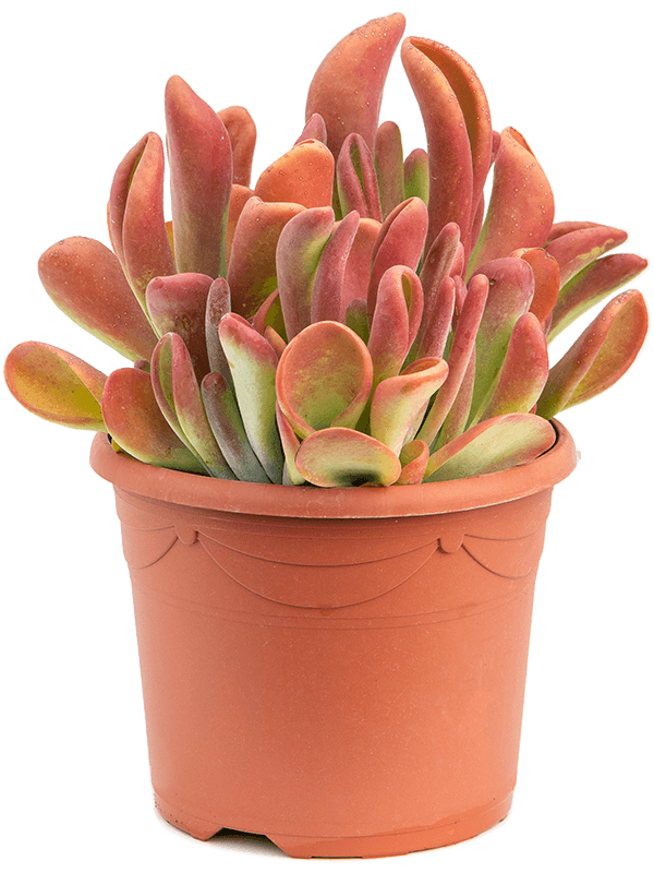 Colorful Paddle Plant Kalanchoe 'Oricula Red' Indoor House Plants