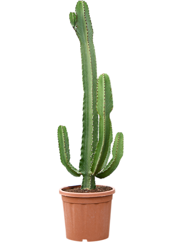 Photogenic Cowboy Cactus Euphorbia ingens (110-150) Indoor House Plants