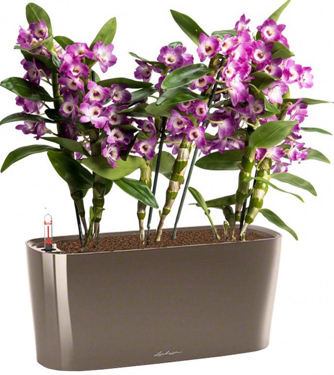 Blooming Dendrobium Orchid in LECHUZA DELTA Self-watering Planter, Total Height 50 cm