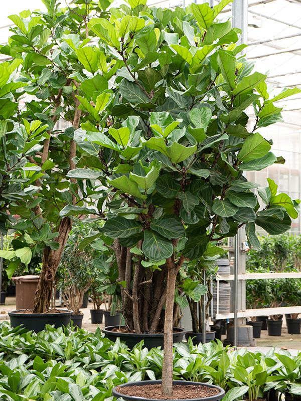 Lush Fiddle Leaf Fig Ficus lyrata Indoor House Plants