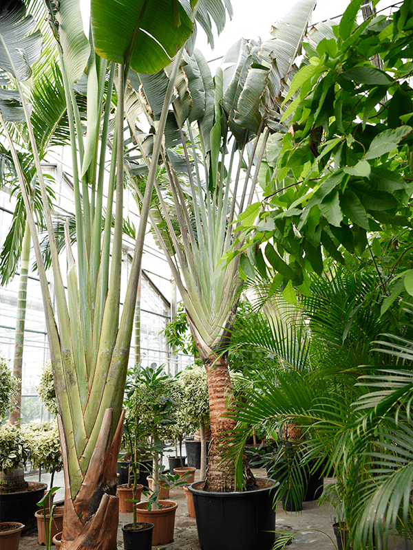 Lush Travellers Palm Ravenala madagascariensis (350-400) Tall Indoor House Plants Trees