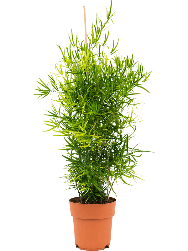 Lush Sicklethorn Asparagus falcatus Indoor House Plants