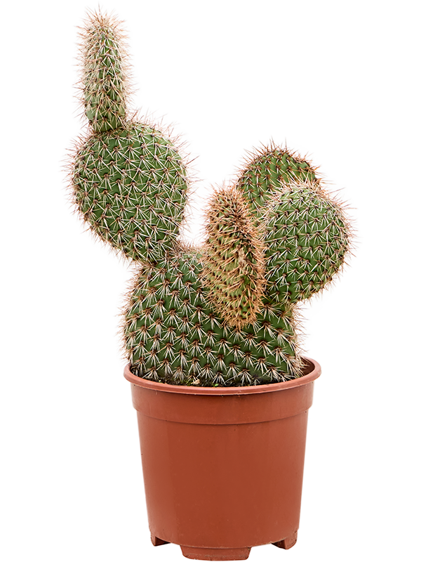 Opuntia pycnantha