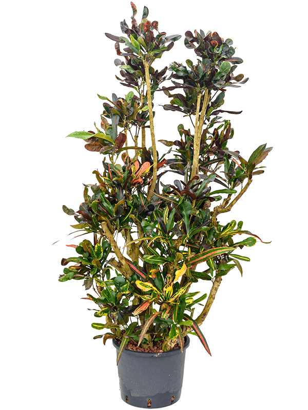 Striking Croton (Codiaeum) variegatum 'Mammi' Indoor House Plants