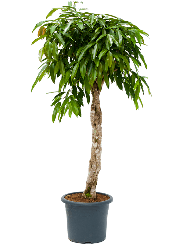 Lush Narrow-leaf Fig Ficus binnendijkii 'Amstel King' Tall Indoor House Plants Trees