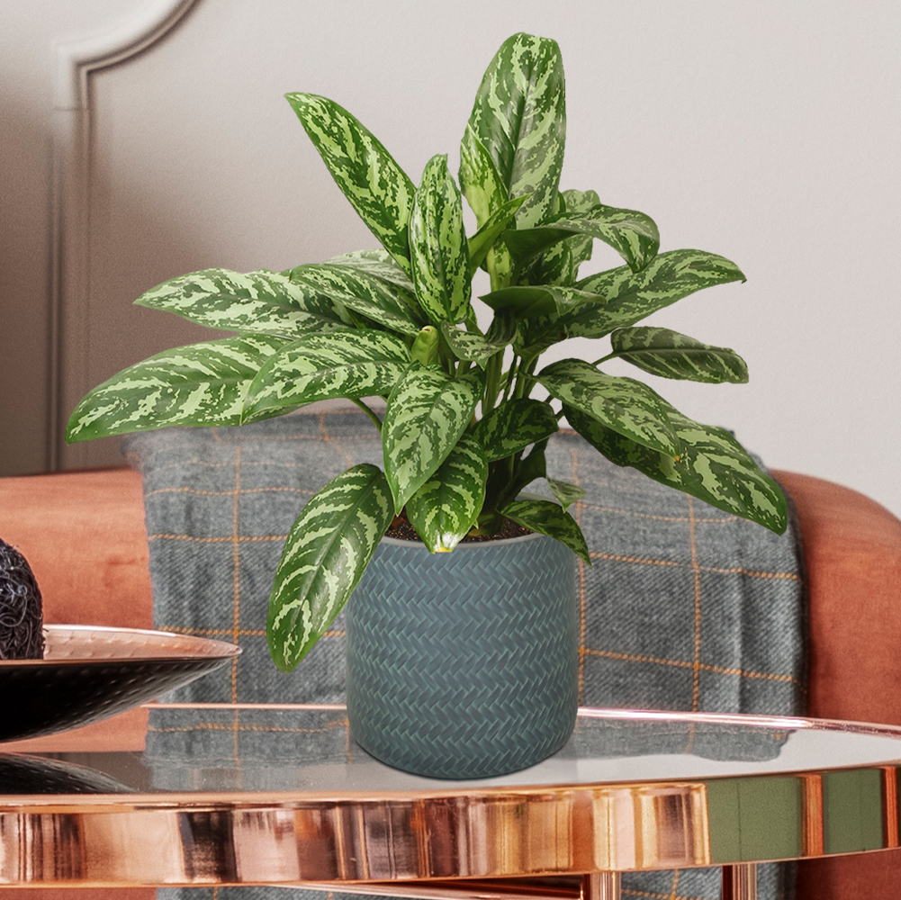 Plaited Style Table and Hanging Cylinder Round Plant Pot Dual Use Indoor Planter by Idealist Lite
