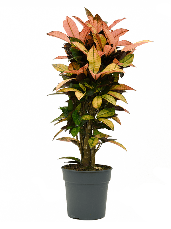 Colorful Croton (Codiaeum) variegatum 'Mrs. Iceton' Indoor House Plants