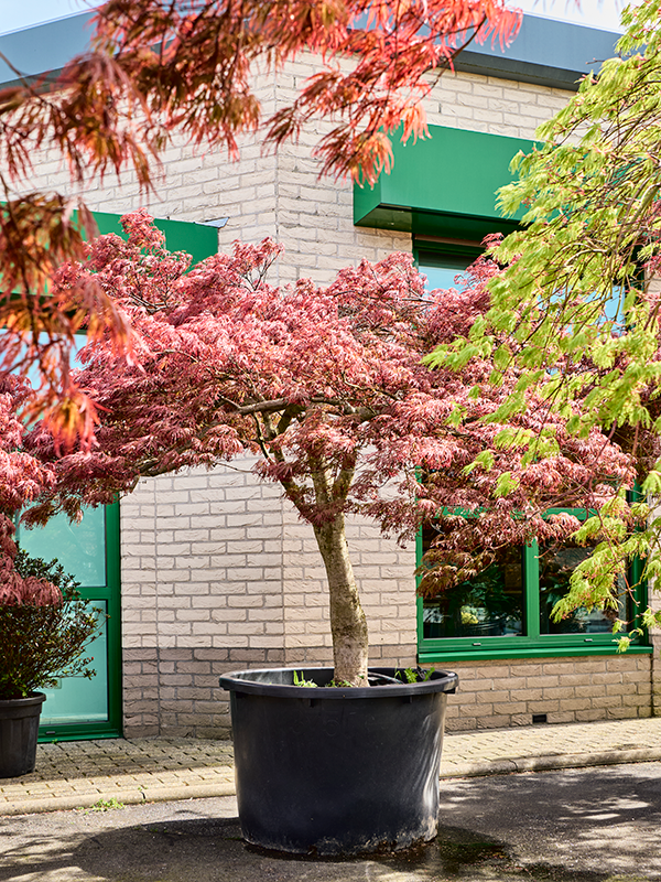 Acer pal. diss. 'Garnet'