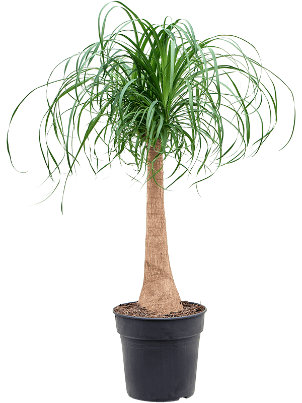 Tropical Ponytail Palm Beaucarnea recurvata Tall Indoor House Plants Trees