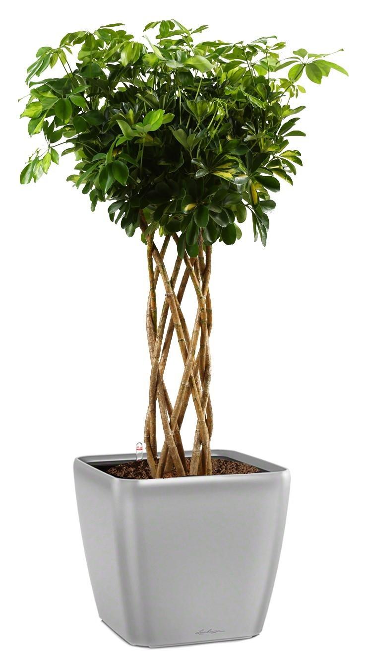 Schefflera Arboricola Gold Capella in LECHUZA QUADRO LS 43 Self-watering Planter, Total Height 180 c