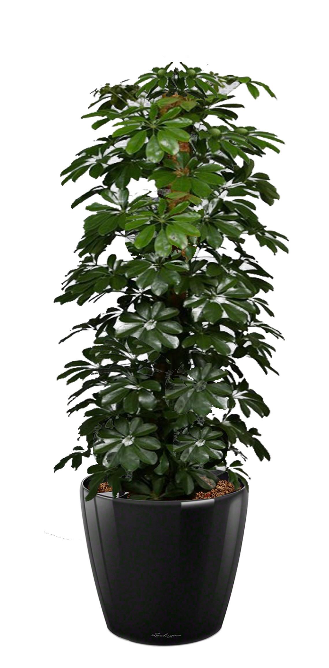 Schefflera Compacta (Nora) in LECHUZA CLASSICO LS Self-watering Planter, Total Height 160 cm