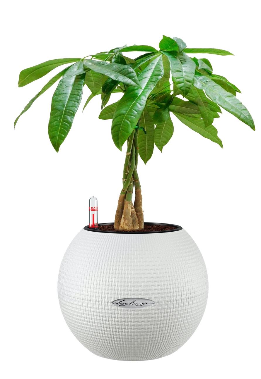 Pachira Aquatica in LECHUZA-PURO Self-watering Planter, Total Height 45 cm