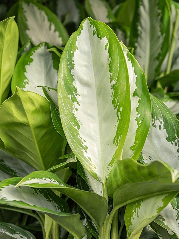 indoor wall hanging plants Briza Pocket Wall Hanging or Tabletop Planters, Set of 3 by Artisan Living