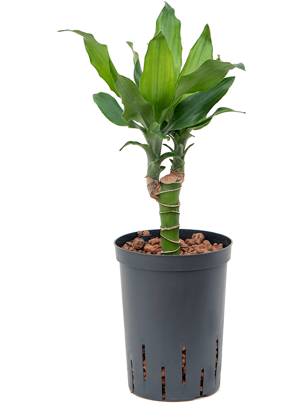 Vibrant Corn Plant Dracaena fragrans 'Burundii' Tall Indoor House Plants Trees