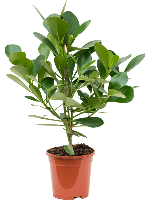Lush Autograph Tree Clusia rosea 'Green Magic' Indoor House Plants