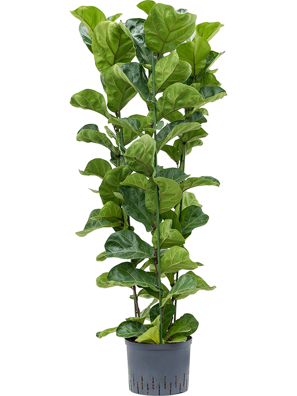 Lush Fiddle Leaf Fig Tree Ficus lyrata 'Bambino' Indoor House Plants
