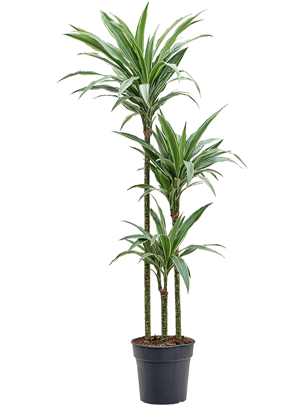 Insta-friendly Dracaena deremensis 'Warneckei' Tall Indoor House Plants Trees