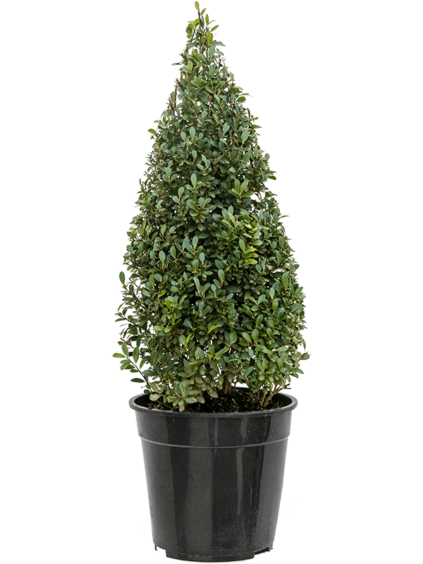 Cute Japanese Holly Ilex crenata 'Maxima'