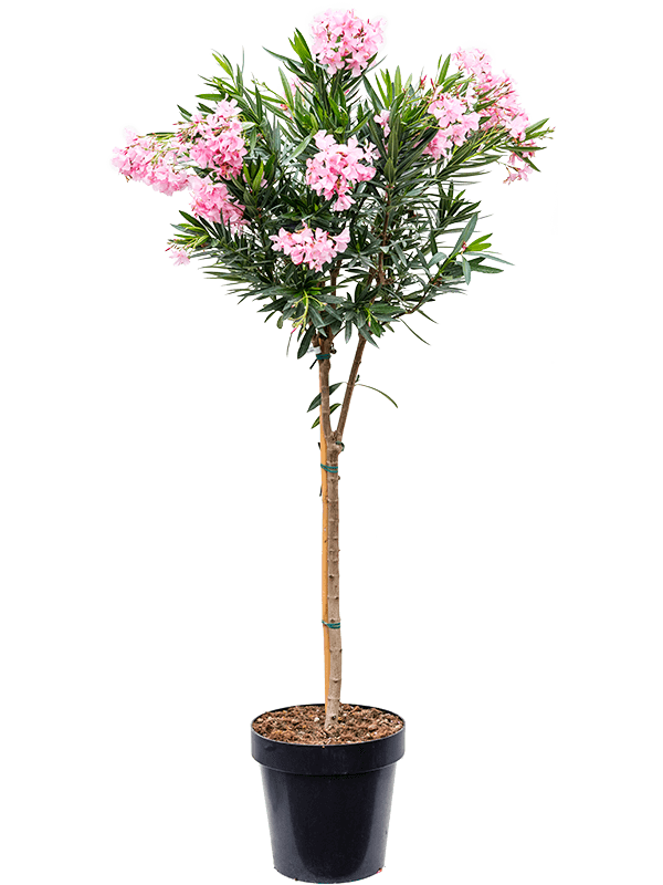 Majestic Rose Bay Nerium oleander Tall Indoor House Plants Trees