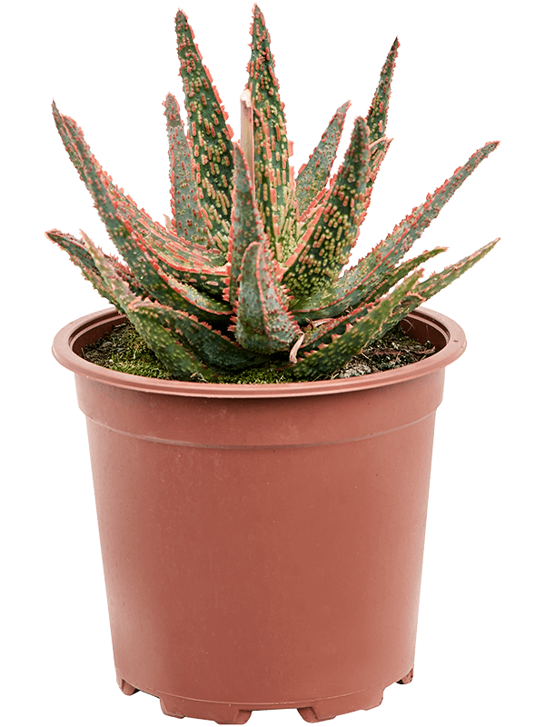 Easy-Care Aloe 'Pink Blush' Indoor House Plants