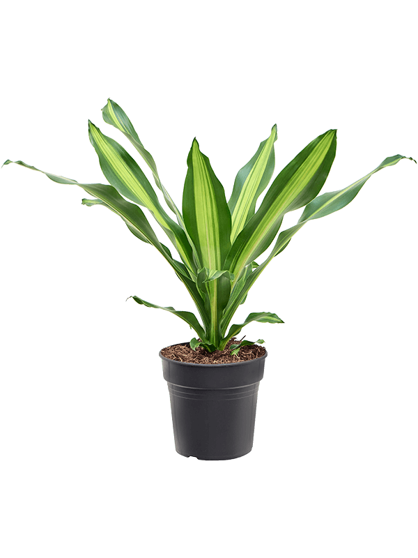 Trendy Corn Plant Dracaena fragrans 'Burley' Tall Indoor House Plants Trees