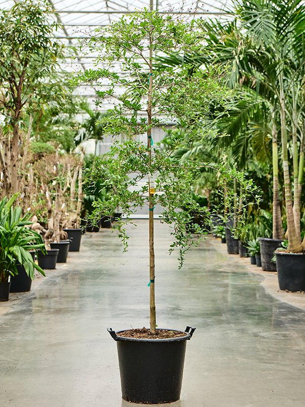 Tropical Black Olive Tree Bucida buceras 'Shady Lady' (800-900)