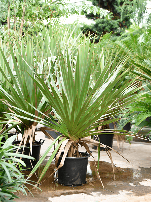 Screw Pine Pandanus utilis