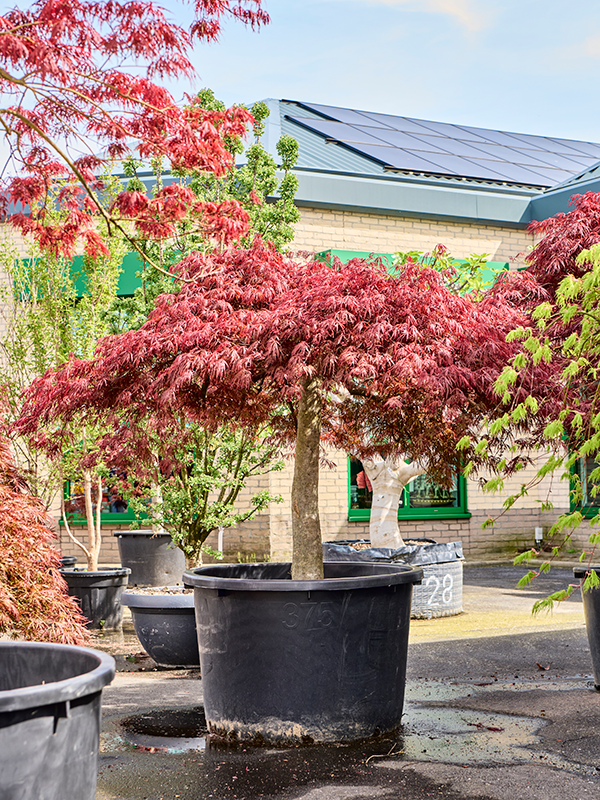 Acer pal. diss 'Crimson Queen'