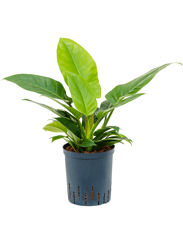Lush Heart-Leaf Philodendron 'Imperial Green' Indoor House Plants