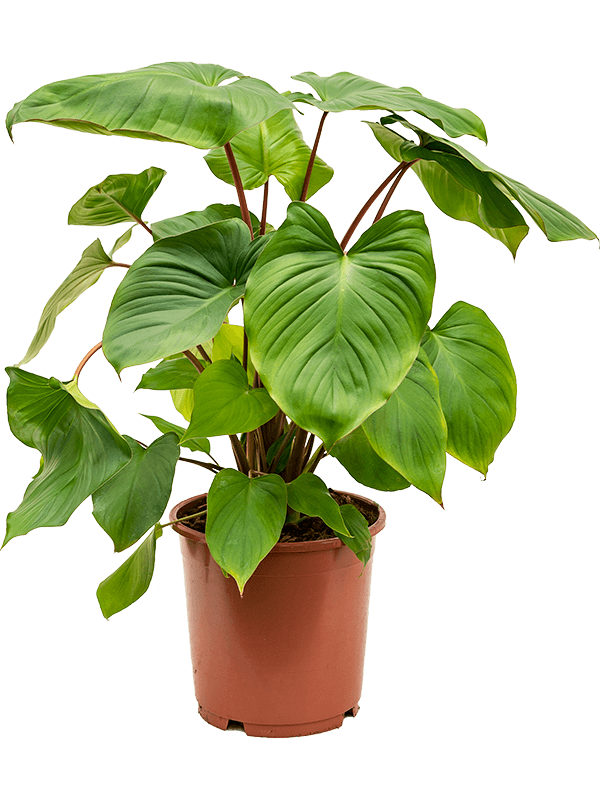 Lush Queen of Hearts Homalomena rubescens 'Maggy Indoor House Plants