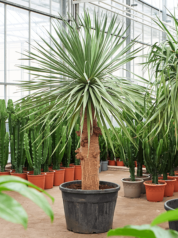 Easy-Care Dragon Tree Dracaena draco Tall Indoor House Plants Trees