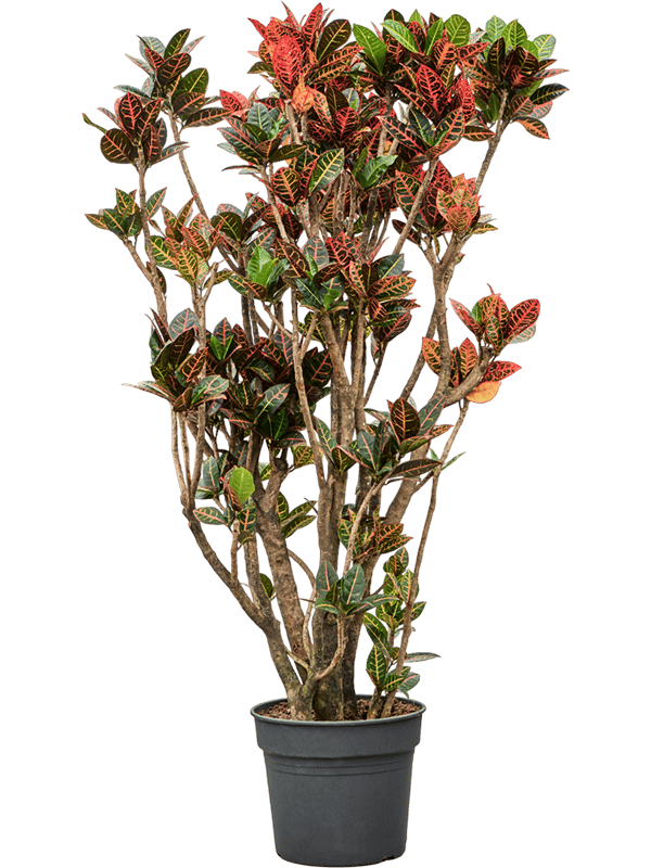 Colorful Croton (Codiaeum) variegatum 'Petra' Indoor House Plants