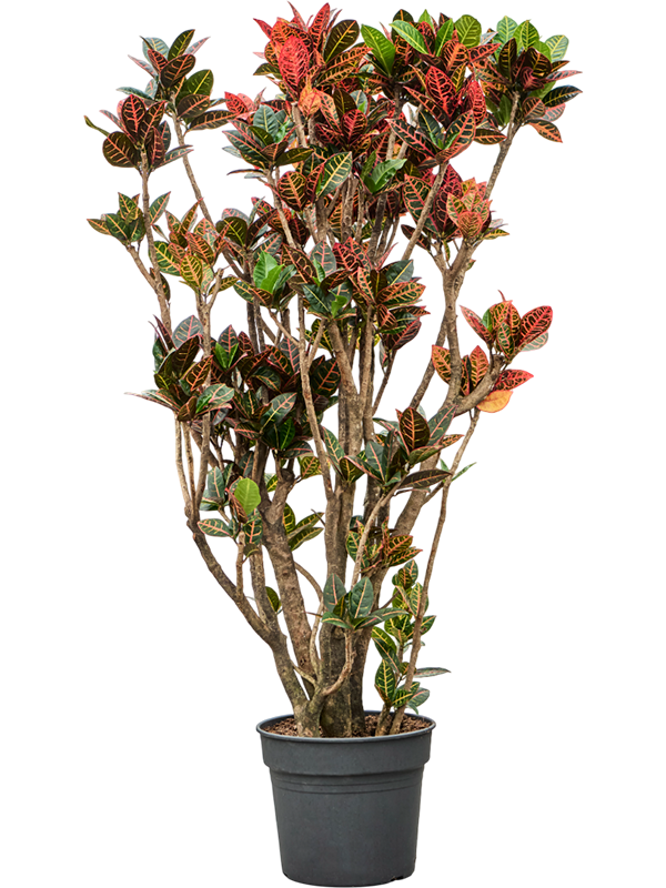 Colorful Croton (Codiaeum) variegatum 'Petra' Indoor House Plants