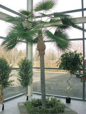 Palm Artificial Tree Plant