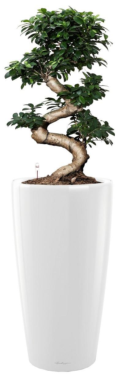 Ficus Microcarpa Giant in LECHUZA RONDO Self-watering Planter, Total Height 160 cm